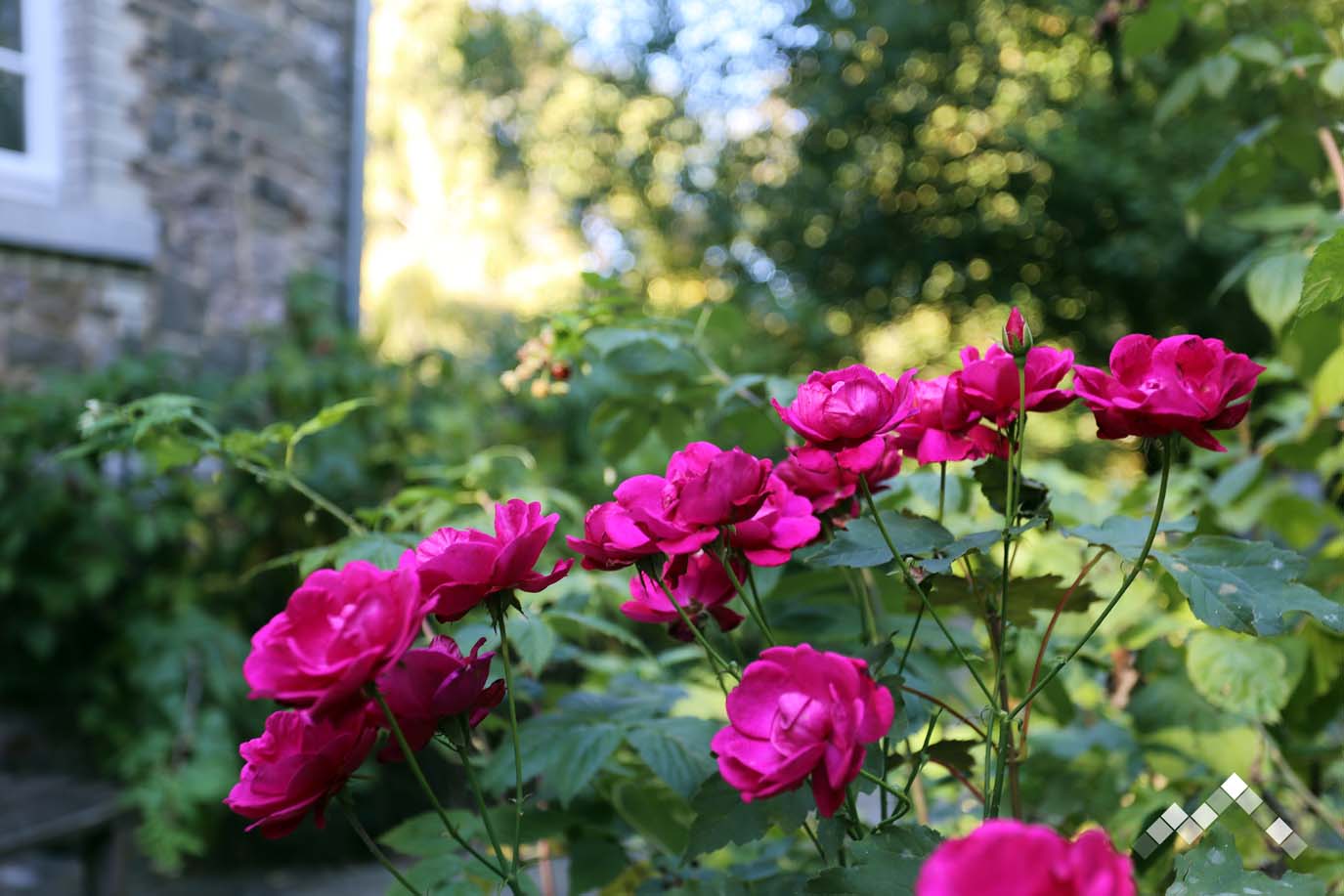 LES ANNEES BELLES -42